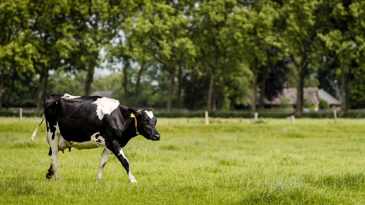 Plus les vaches paissent longtemps dans la prairie et moins elles reçoivent de fourrage (importé), plus les émissions d'azote par litre de lait sont faibles.