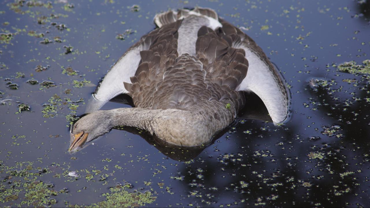 Les oiseaux aquatiques sont un des principaux vecteurs de la grippe aviaire.